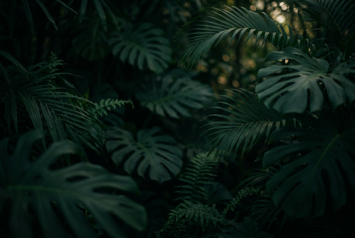 Quote Background - Leaves